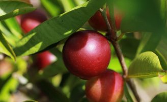 Farinha de mandioca fica mais nutritiva com adição de um fruto amazônico