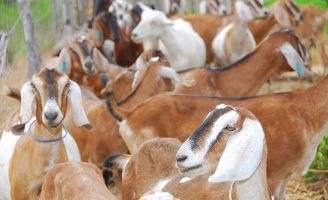 Produtores interessados vão poder comprar lotes de caprinos e ovinos da criação da Embrapa