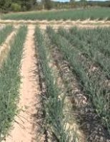 Produtores de cebola investem cada vez mais em tecnologia para conseguir maior produtividade