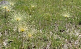 Pela primeira vez o chuveirinho, planta típica do cerrado, é produzido em casa de vegetação