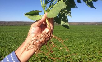 O produtor rural gasta menos usando bioprodutos em substituição aos fertilizantes na adubação de feijão