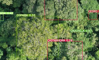 Uso de drones com inteligência artificial pode identifica quais espécies formam a floresta