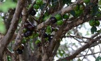 Como fazer uma plantação de jaboticaba