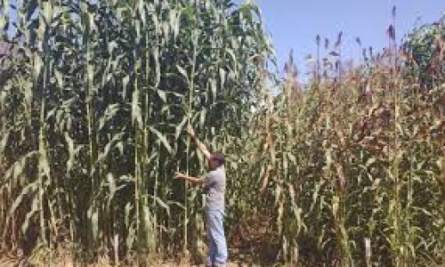 Uma nova cultivar de sorgo própria para produção de biomassa