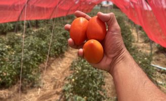 A produção de tomate híbrido pode ser maior se o plantio for feito de forma protegida