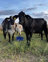Os efeitos do clima quente prejudicam a produção leiteira do Brasil
