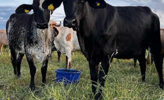 Os efeitos do clima quente prejudicam a produção leiteira do Brasil