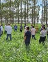 Tecnologia da Embrapa de descarbonização da pecuária e redução do carbono chama atenção de técnicos internacionais