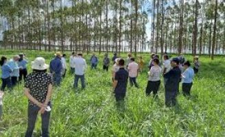 Tecnologia da Embrapa de descarbonização da pecuária e redução do carbono chama atenção de técnicos internacionais