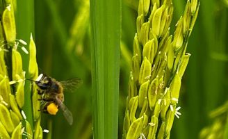 A importância das abelhas para a produtividade em lavouras de arroz