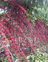 O café robusta tem aumento no consumo