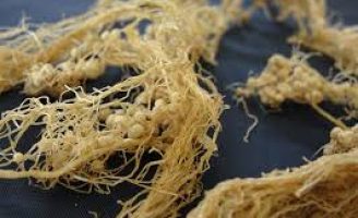 A importância da Fixação Biológica de Nitrogênio para a agricultura de baixo carbono