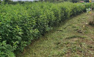 Um feijão guandu próprio para plantio no semiárido ajuda a reduzir custos de alimentação do rebanhos