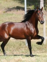 Vamos conhecer mais o cavalo manga-larga marchador