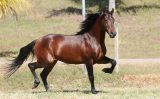 Minas Gerais reune o melhor do cavalo mangalarga marchador