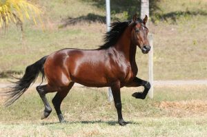 Minas Gerais reune o melhor do cavalo mangalarga marchador