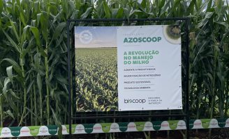 Um novo inoculante aumenta a produtividade do milho