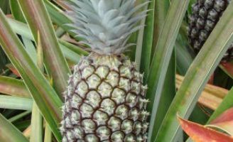 Um cultivar de abacaxi para plantio na região sul do Brasil