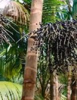 Uma cultivar de açaí própria para irrigação em terra firme