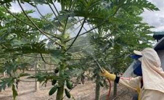 Um biofertilizante próprio para reduzir a queima das folhas e frutos