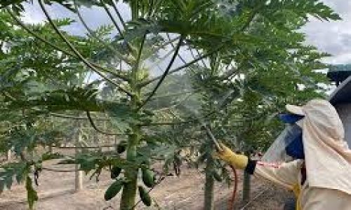 Um biofertilizante próprio para reduzir a queima das folhas e frutos