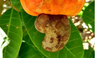Como fazer uma plantação de caju para ter uma boa renda