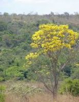 O bioma considerado o celeiro do mundo e caixa dágua do Brasil precisa recuperar 6 milhões de hectares desmatados