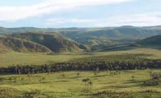 Conheça mais sobre o que é o Cerrado brasileiro