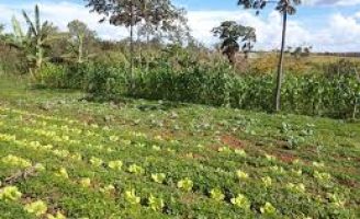 Como fazer uma plantação de flores