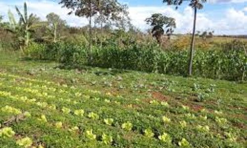 Produtores rurais de Pernambuco precisam regularizar o cadastro rural