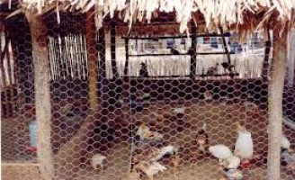 Como fazer um criação de galinhas