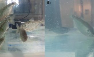 Produto químico usado na produção de cosméticos contamina criatórios de peixes lambari
