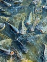 Uso de uma enzima na alimentação de peixes pode melhorar a produção e a rentabilidade dos criatórios no Brasil