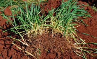 O melhoramento genético das raízes das plantas pode melhorar a qualidade do solo e da conservação da água