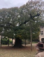 Árvore centenária no pátio do Castelo