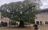 Árvore centenária no pátio do Castelo