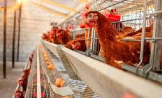O choque provocado pela crise no preço dos ovos e a importância da gestão para reduzir os impactos negativos na avicultura