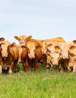 Uma raça bovina vem ganhando referência entre os criadores brasileiros