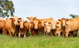 Uma raça bovina vem ganhando referência entre os criadores brasileiros