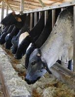 Entenda a quantidade de alimento que cada animal precisa para se manter bem fisicamente