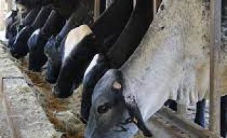 Entenda a quantidade de alimento que cada animal precisa para se manter bem fisicamente