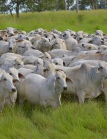 Veja como engordar rápido 40 bois num pasto de 60 hectares