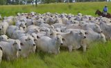 Veja como engordar rápido 40 bois num pasto de 60 hectares