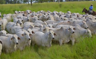 O boi de engorda pode melhorar o ganho de peso num pasto de gramineas com leguminosas