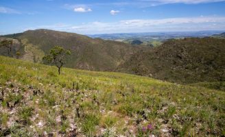 Uma descoberta importante para a vegetação dos Campos Rupestres