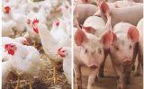 Aumentam os custos de produção de suínos e frangos