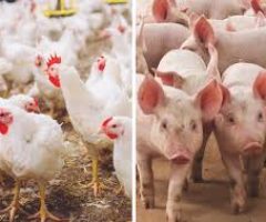 Aumentam os custos de produção de suínos e frangos Aumentam os custos de produção de suínos e frangos