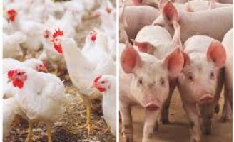 Aumentam os custos de produção de suínos e frangos