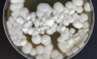 Um fungo vai ajudar a reduzir o uso de pesticidas químicos na agricultura