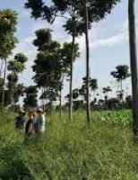 Os estoques de carbono podem mudar quando a terra muda de uso entre pastagens e agricultura